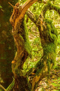 Laurels Laurus novocanariensis, Persea indica üzüm bağları, Ocotea fetens, acebios Ilex canariensis, Picconia Excelsa veya durillos Viburnum rigidum 'dan oluşan Monteverde Canary of Laurisilva. 15 Nisan 2019. La Gomera, 