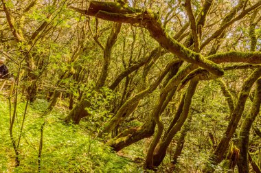 Laurels Laurus novocanariensis, Persea indica üzüm bağları, Ocotea fetens, acebios Ilex canariensis, Picconia Excelsa veya durillos Viburnum rigidum 'dan oluşan Monteverde Canary of Laurisilva. 15 Nisan 2019. La Gomera, 
