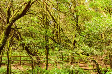 Laurels Laurus novocanariensis, Persea indica üzüm bağları, Ocotea fetens, acebios Ilex canariensis, Picconia Excelsa veya durillos Viburnum rigidum 'dan oluşan Monteverde Canary of Laurisilva. 15 Nisan 2019. La Gomera, 