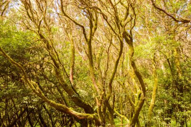 Laurisilvas 'ın Monteverde Kanarya Adaları Morella faya Beech Trees ile Garajonay Ulusal Parkı' nda Moss ve Lichens ile kaplıdır. 15 Nisan 2019. La Gomera, Santa Cruz de Tenerife İspanya Afrika. Seyahat Turizmi Fotoğraf Doğası.