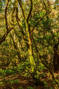 La Gomera 'daki Garajonay Ulusal Parkı' nda yosun ve liken ile kaplı Laurel ağacı. 15 Nisan 2019. La Gomera, Santa Cruz de Tenerife İspanya Afrika. Seyahat Turizmi Fotoğraf Doğası.