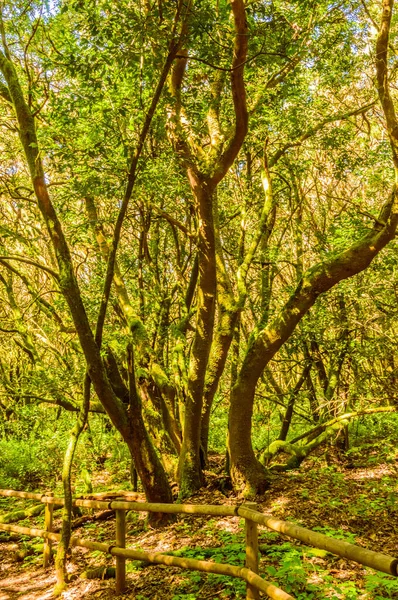 Conjunto Árvores Laurel Cobertas Com Musgo Líquenes Parque Nacional Garajonay — Fotografia de Stock