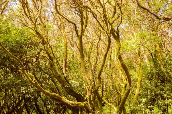 Monteverde Isole Canarie Laurisilvas Con Faggi Morella Faya Coperto Muschio — Foto Stock