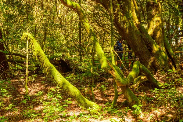 Trunks Muschio Licheni Come Alberi Nel Parco Nazionale Garajonay Gomera — Foto Stock