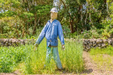 Bahçıvan gibi giyinmiş zarif bir korkuluk Garajonay Ulusal Parkı 'ndaki kuş bahçesiyle ilgileniyor. 15 Nisan 2019. La Gomera, Santa Cruz de Tenerife İspanya Afrika. Seyahat Turizmi Fotoğraf Doğası.