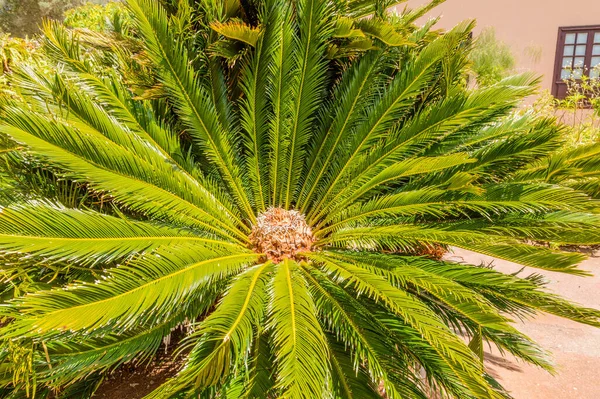 Κύπελλο Palm Tree Στο Εθνικό Πάρκο Garajonay Απριλίου 2019 Gomera Royalty Free Εικόνες Αρχείου