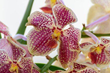 Vanda Coerulea Orkidesi 'nin çiçeği. 12 Mayıs 2019. Madrid İspanya. Botanik Biyoloji Doğa Fotoğrafçılığı.