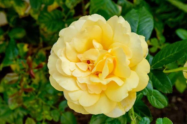 Beautiful Large Fully Flowered Yellow Rose August 2019 Madrid Spain — Stock Photo, Image