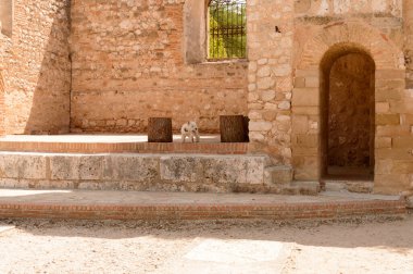 West Highland White Terrier, Hita 'daki Saint Peter High Altar harabelerinde koşuşturuyor. 23 Temmuz 2019. Hita Guadalajara Castilla La Mancha. İspanya. Seyahat Turizm Tatilleri