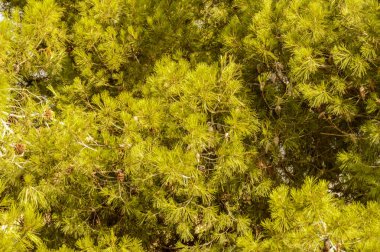 Çok Yeşil Çam Ağacı. Ananas dolu. 23 Temmuz 2019. Hita Guadalajara Castilla La Mancha. İspanya. Seyahat Turizm Tatilleri