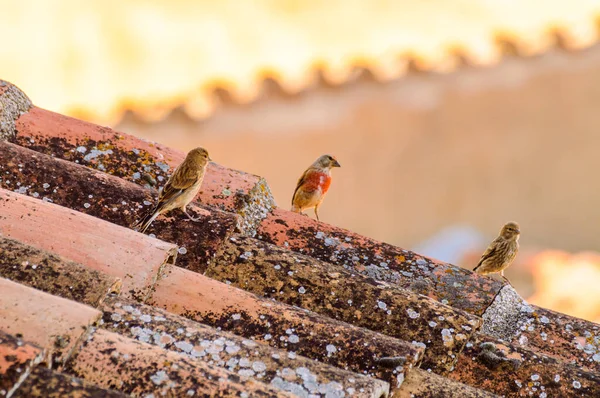 Gorriones Disfrutando Día Soleado Tejado Azulejos Hita Julio 2019 Hita — Foto de Stock