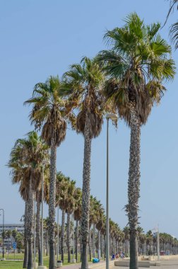 Sonsuz sıra palmiye ağaçları Roquetas De Mar 'ın sahil yolunda mükemmel bir şekilde ayrıldılar. 14 Ağustos 2019. Roquetas De Mar Almeria. İspanya. Seyahat Turizm Tatilleri