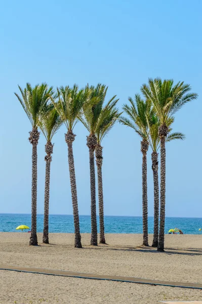 Oasis Gran Grupo Palmeras Playa Roquetas Mar Agosto 2019 Roquetas — Foto de Stock