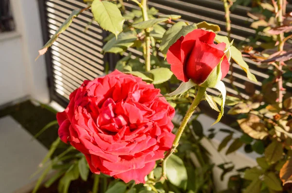 Shot Composed Open Rose Blooming Bud Red Rosebush September 2019 — Stock Photo, Image