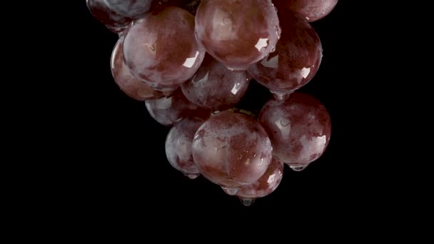 Wet red grapes hang in the dark. The camera moves from bottom to top — Stock Video