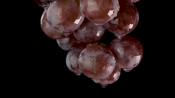 Las uvas rojas húmedas cuelgan. La cámara se mueve de abajo hacia arriba y se acerca — Vídeo de stock