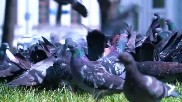 A flock of pigeons scurries on the lawn in slow motion — Stock Video