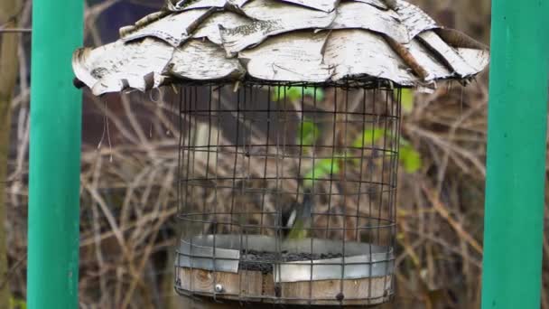 Meisen fliegen zum Futterhäuschen und fressen Samen — Stockvideo