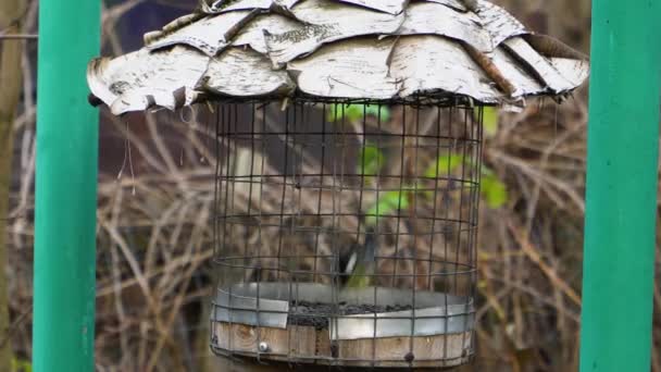 Bröst flyger fram till mataren och äter frön — Stockvideo