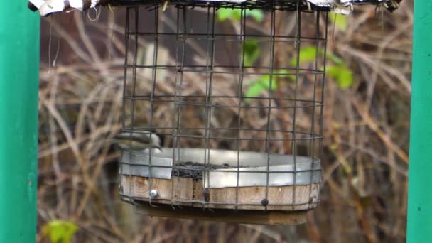 鳥はフィーダーに飛んで種を取る — ストック動画