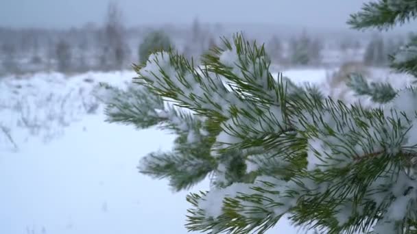 Una rama de abeto cubierta de nieve se balancea en el viento en invierno — Vídeo de stock