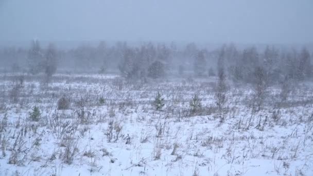 Сильный снегопад на поле с маленькими деревьями — стоковое видео
