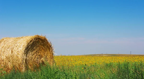 Gracias fondo de acción. Hay bale en un campo. — Foto de Stock