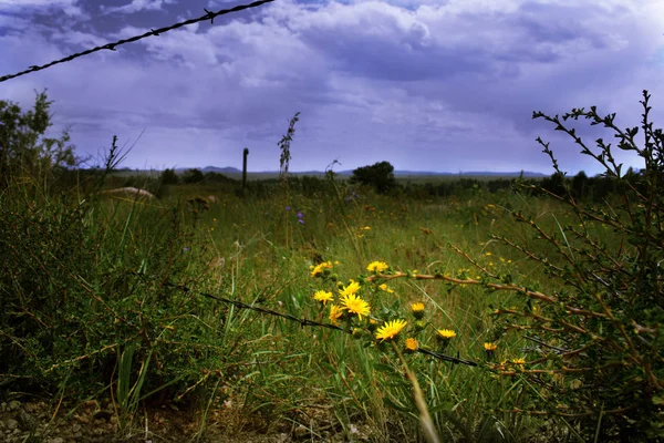 Yellow flowers by barbed wire