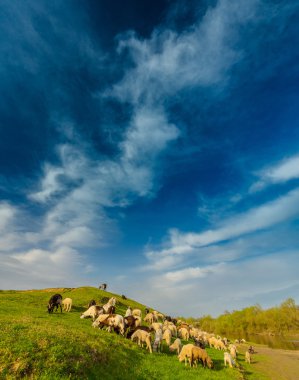 Sürü koyun ve keçi uzak kırsal alanda Bahar, nehir kıyısı ile pastoral sahne
