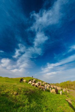 Sürü koyun ve keçi uzak kırsal alanda Bahar, nehir kıyısı ile pastoral sahne