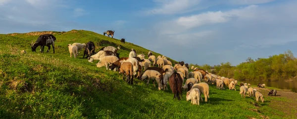 Pastorální scéna se stádem ovcí a koz na břehu řeky, a to na jaře, a to v odlehlé venkovské oblasti — Stock fotografie