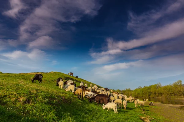Paisagem pastoral com rebanho de ovelhas e cabras na margem do rio, na primavera, na área rural remota — Fotografia de Stock
