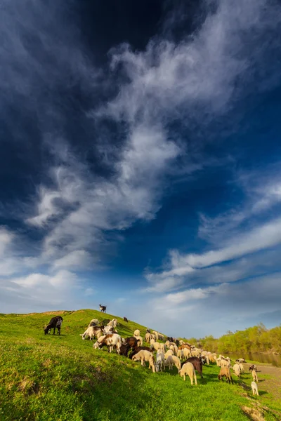 Pastoral scenery with flock of sheep and goats on river bank, in spring, in remote rural area — Stock Photo, Image