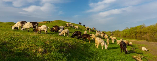 Paisaje pastoral con rebaño de ovejas y cabras en la orilla del río, en primavera, en zonas rurales remotas — Foto de Stock