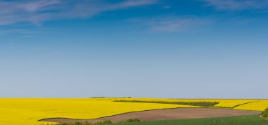 Uzak Kırsal Alandaki Kanola Alanları