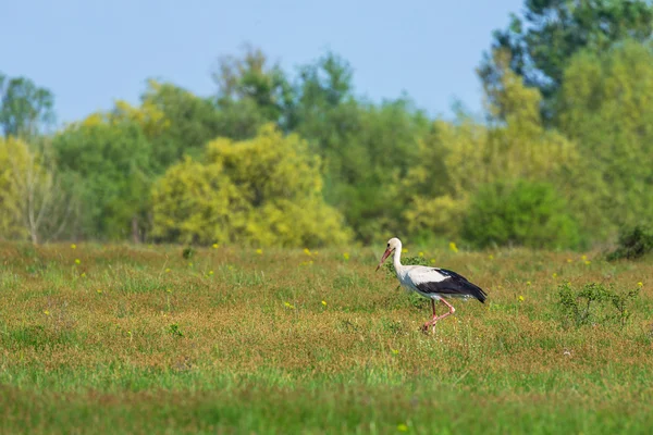 European stork, Ciconia, in natural environment — Stock Photo, Image