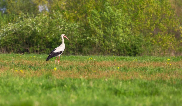 Cigogne européenne, Ciconie, en milieu naturel — Photo