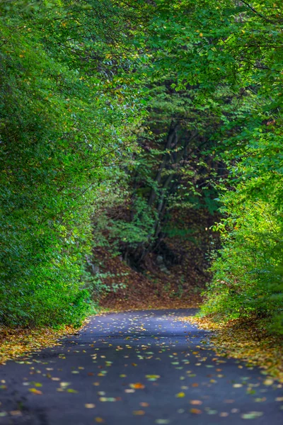 Autumn foliage and beautiful hiking path in the forest