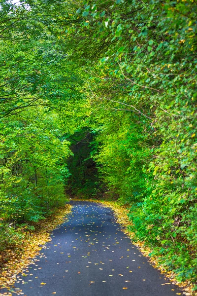 Autumn foliage and beautiful hiking path in the forest