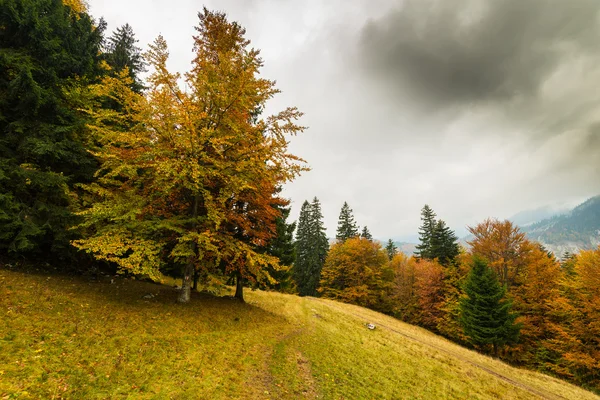 秋天的风景在山里 美丽的树叶和戏剧性的雨云 — 图库照片