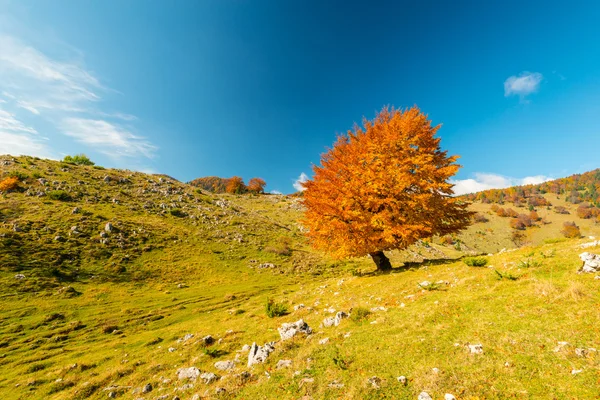 Uzak dağ bölgesinde Ekim sonbahar sahne