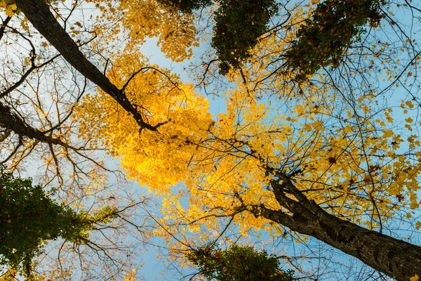 Vibrant autumn colors and colorful foliage — Stock Photo, Image