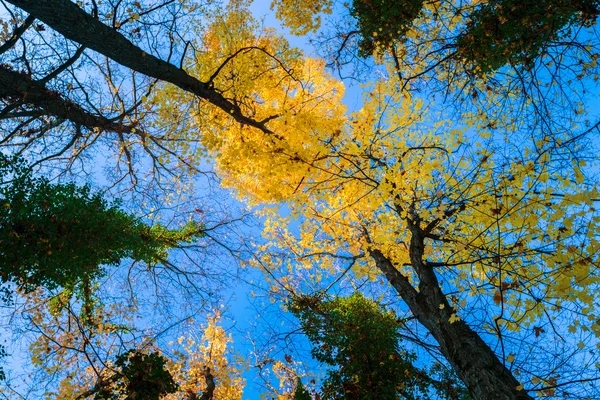 Colores de otoño vibrantes y follaje colorido — Foto de Stock