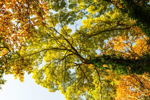 Colores de otoño vibrantes y follaje colorido — Foto de Stock