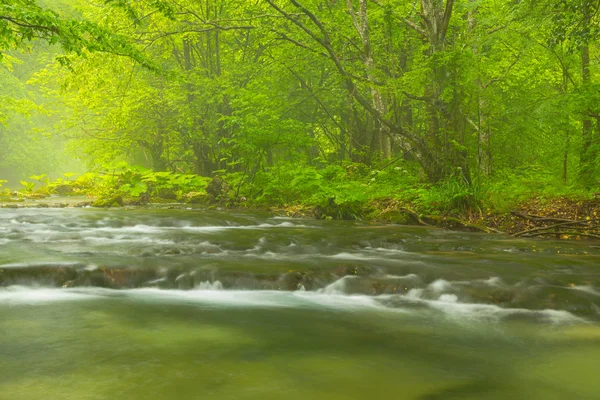 Nebliger wilder Fluss im Wald — Stockfoto