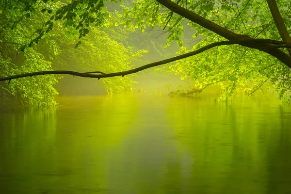 Misty vill elv i skogen – stockfoto