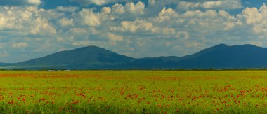 Beautiful pasture with spring flowers and clouds in Transylvania