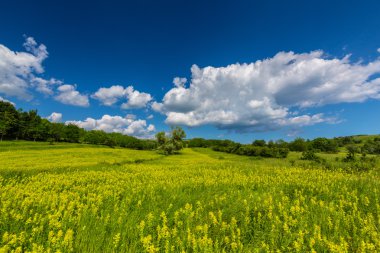 Beautiful pasture with spring flowers and clouds in Transylvania