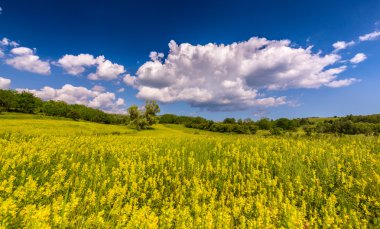 Beautiful pasture with spring flowers and clouds in Transylvania
