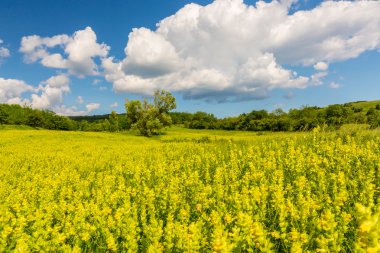Beautiful pasture with spring flowers and clouds in Transylvania
